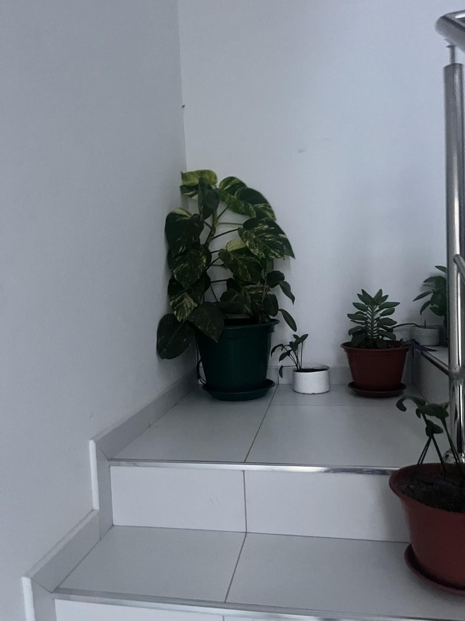 Oasis De Retour Apartment Ponta Do Sol Exterior photo